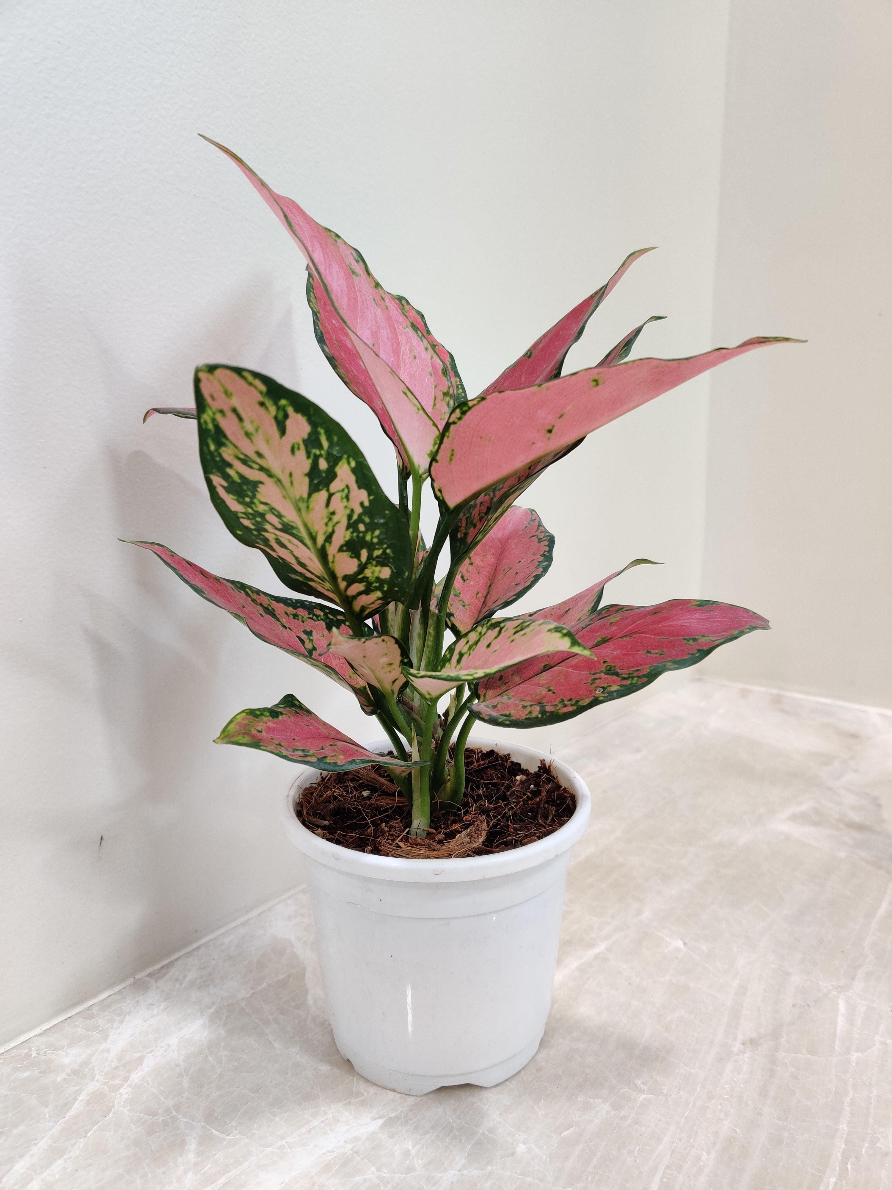 Aglaonema Pink Beauty Plant