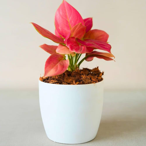 Aglaonema Pink Beauty Plant