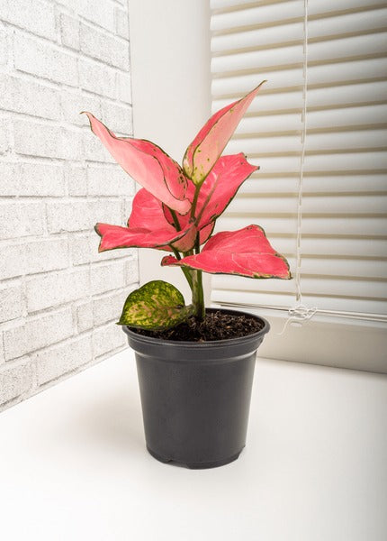 Aglaonema Pink Beauty Plant