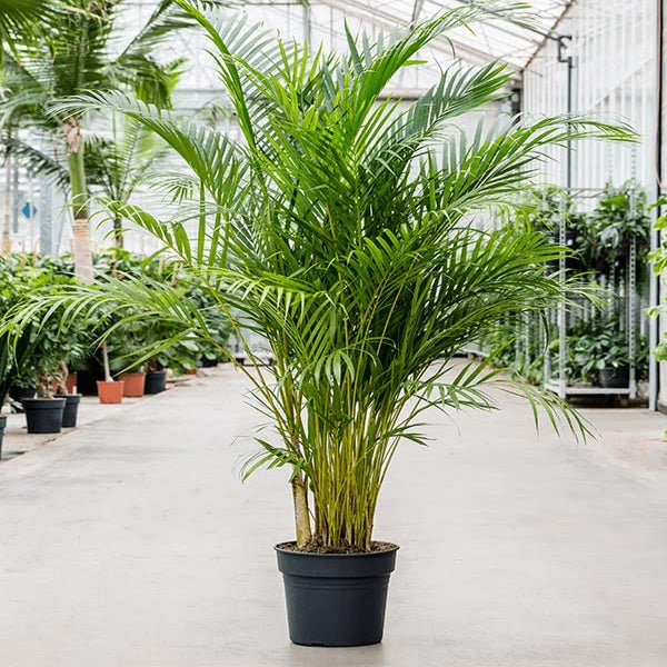 Areca Palm Plant