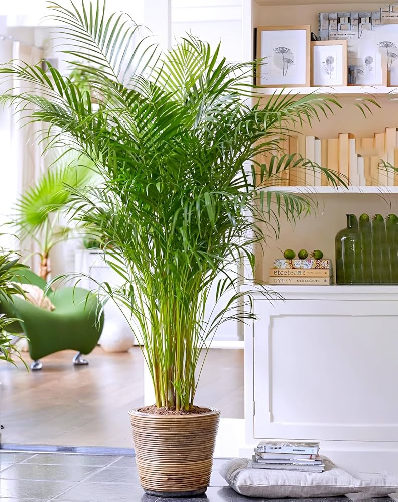 Areca Palm Plant