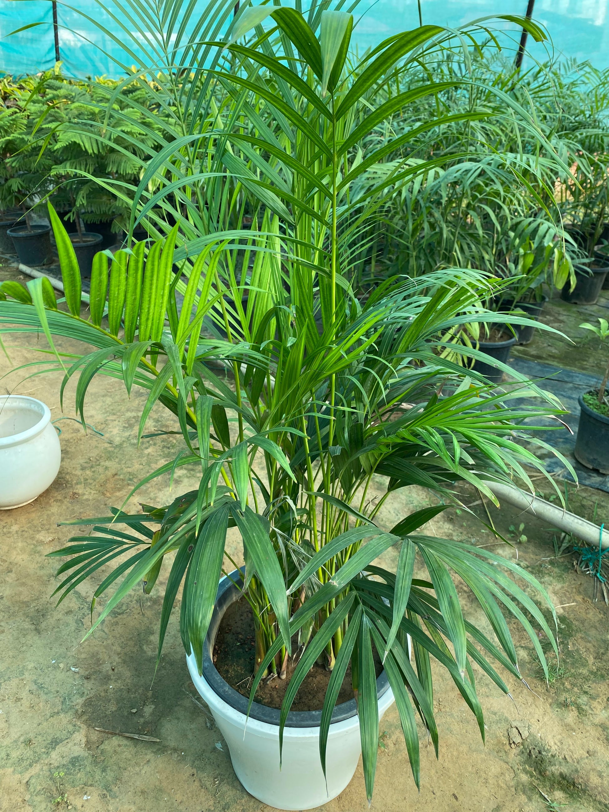 Areca Palm Plant XL