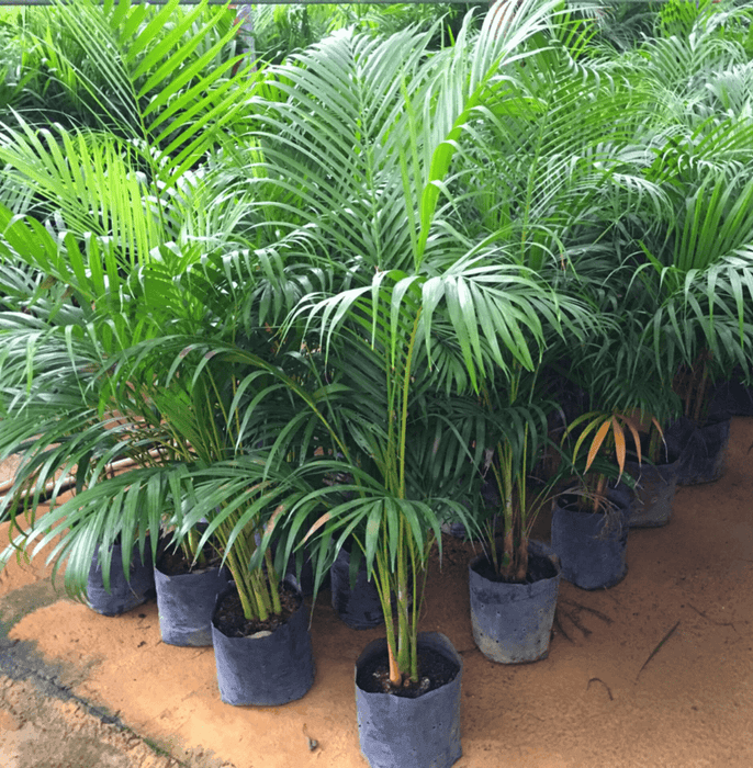 Areca Palm Plant XL