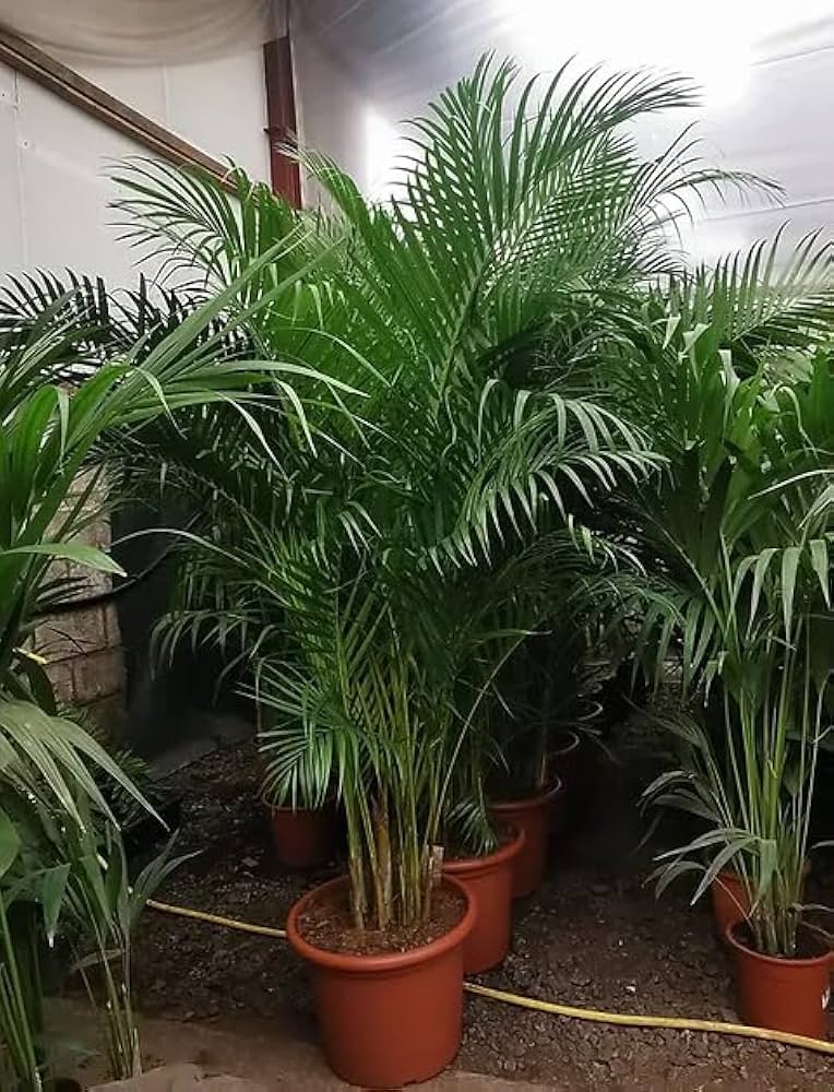 Areca Palm Plant XL