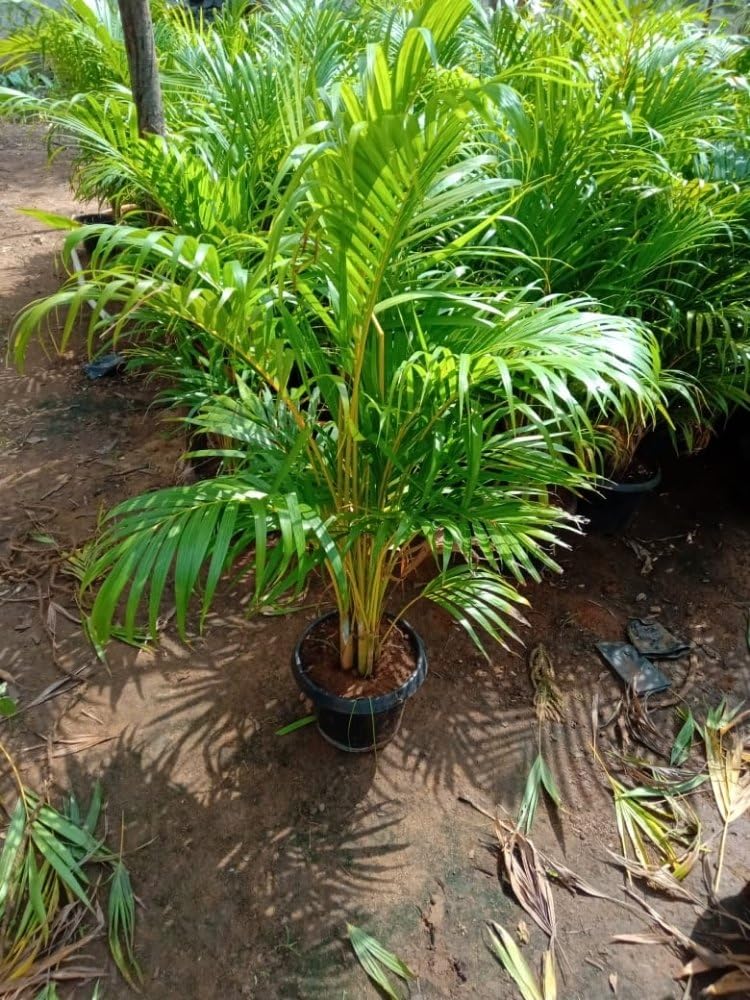 Areca Palm Plant XL