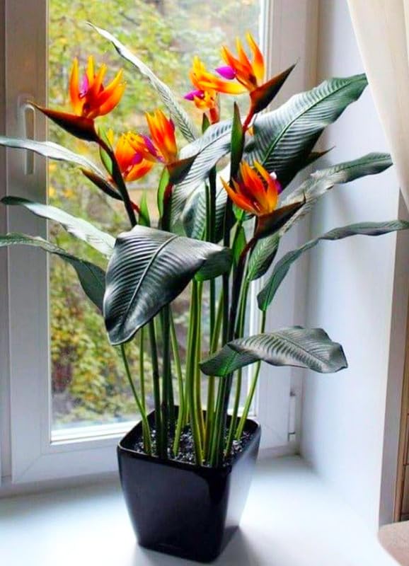 Bird Of Paradise Orange Plant - XL
