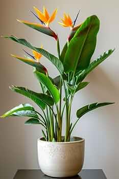 Bird Of Paradise Orange Plant - XL