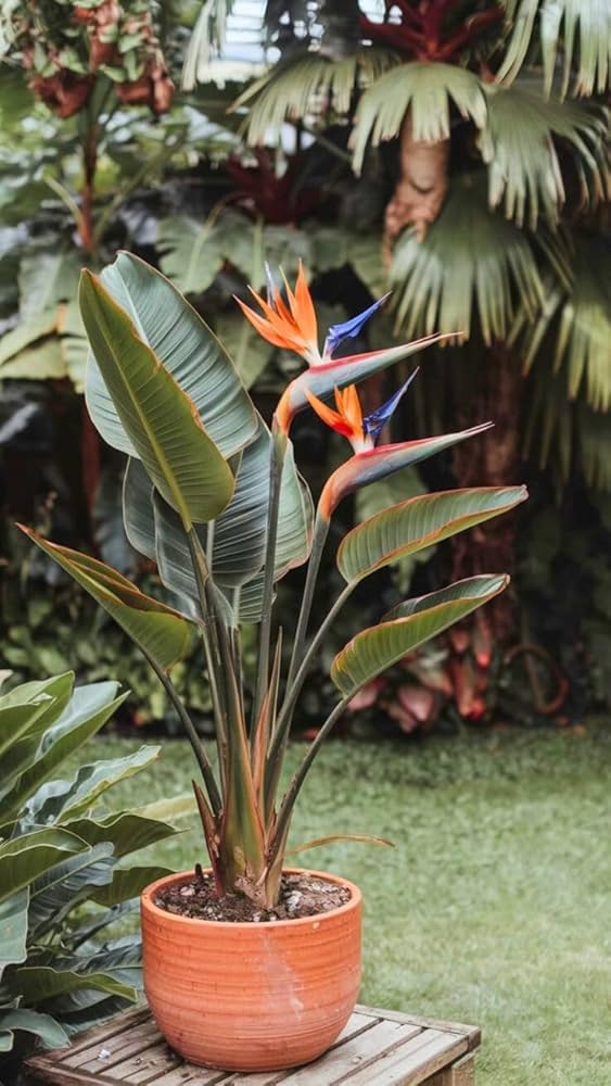 Bird Of Paradise Orange Plant - XL