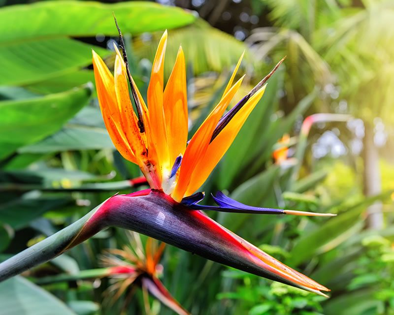 Bird Of Paradise Orange Plant - XL