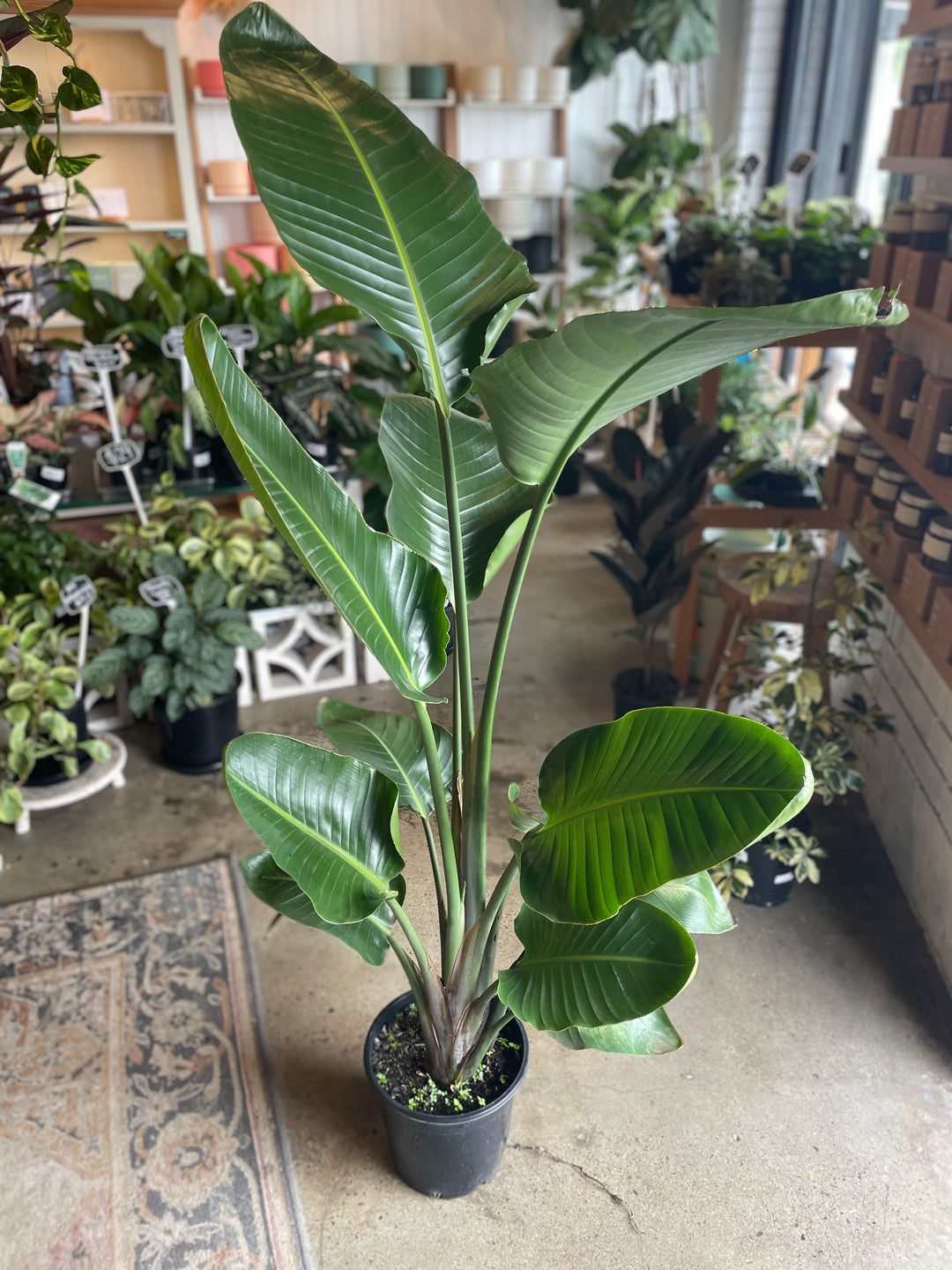 Bird of Paradise Plant