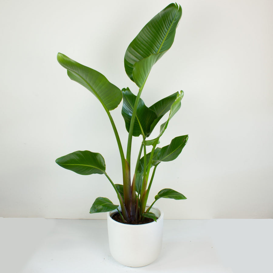 Bird of Paradise Plant