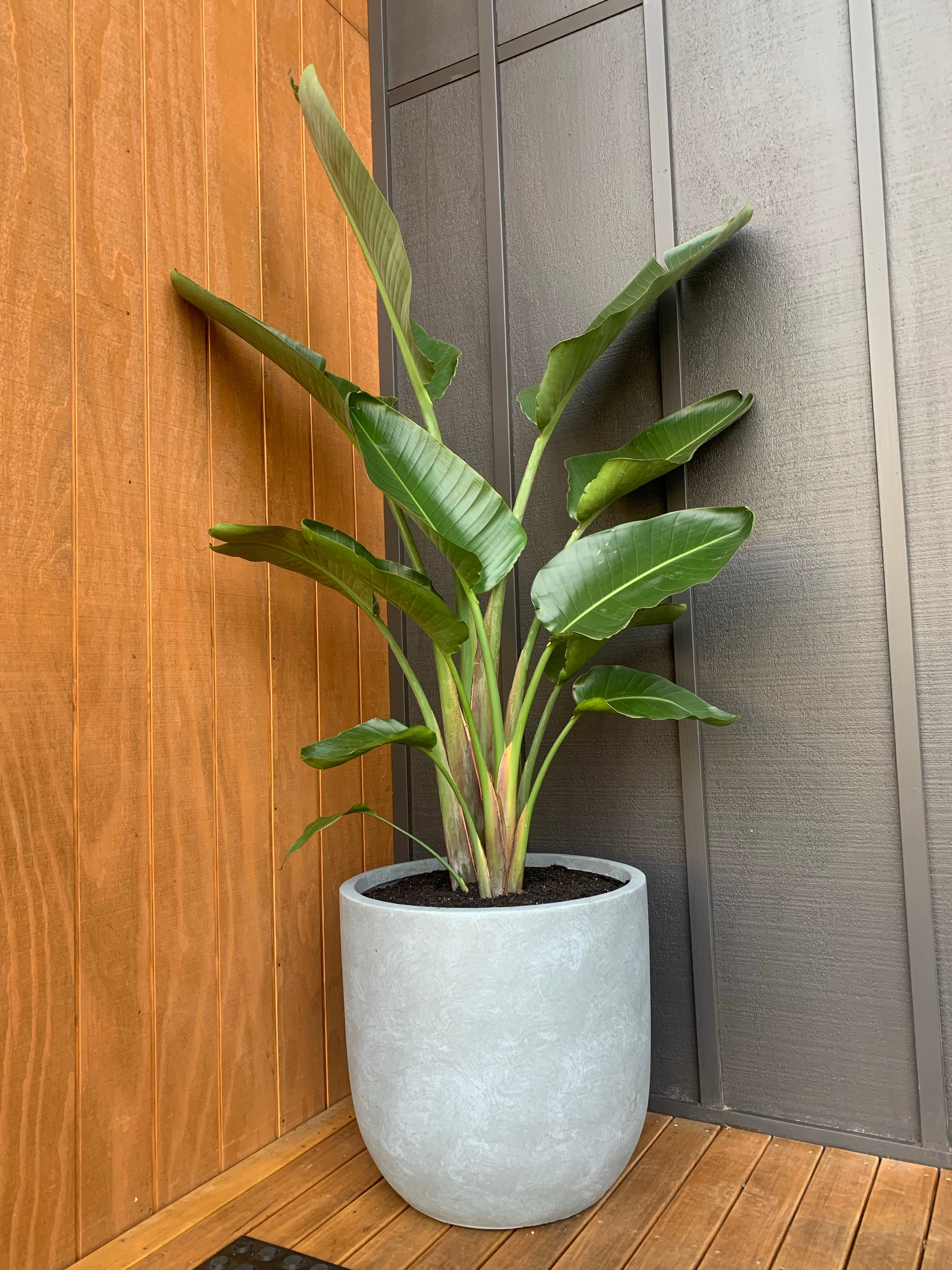 Bird of Paradise Plant