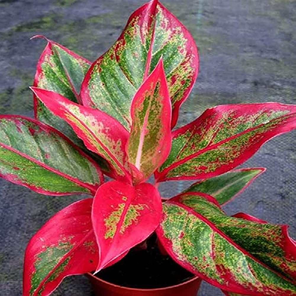 Aglaonema Red Plant