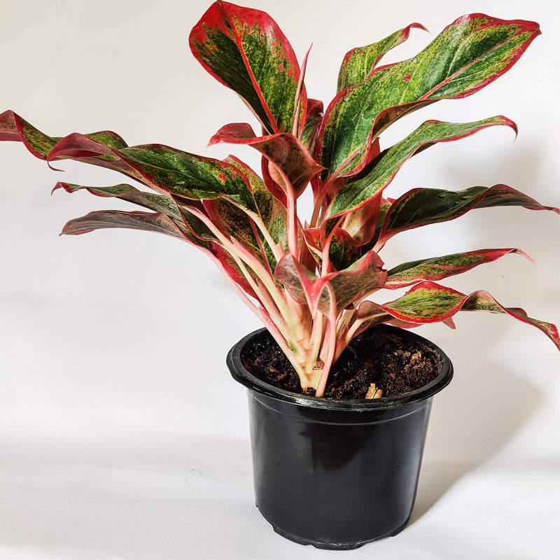 Aglaonema Red Plant