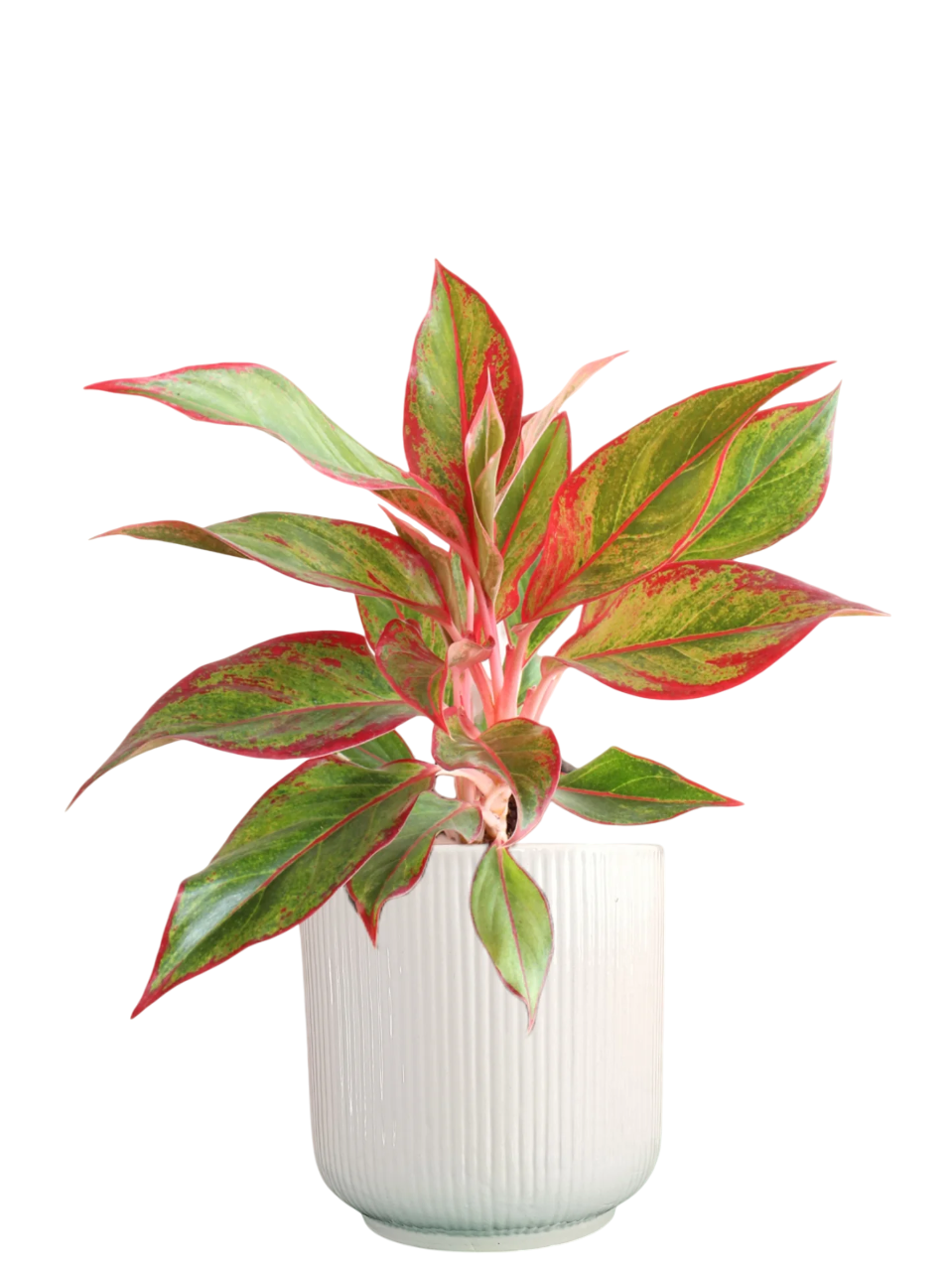 Aglaonema Red Plant