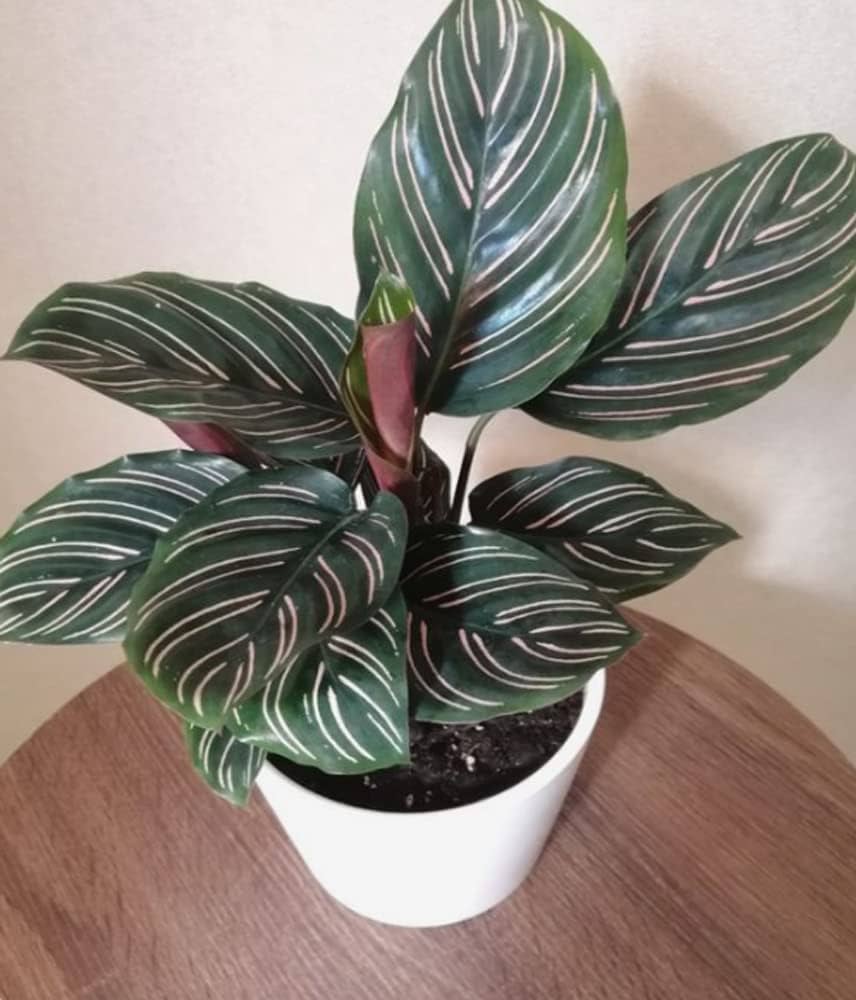 Calathea Sanderiana