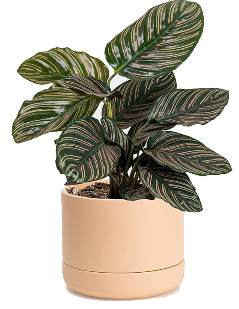Calathea Sanderiana