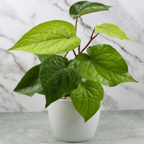 Betel Leaf Plant (Magai Paan)