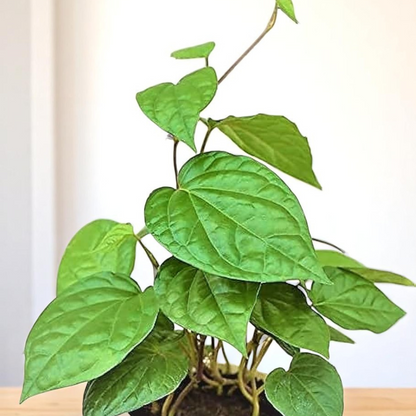 Betel Leaf Plant (Magai Paan)