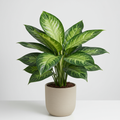 Aglaonema Dove Plant - XL