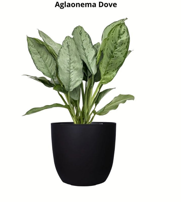 Aglaonema Dove Plant - XL