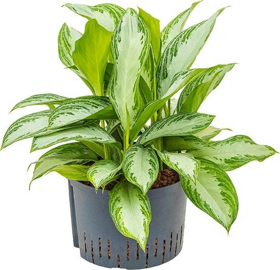 Aglaonema Dove Plant - XL