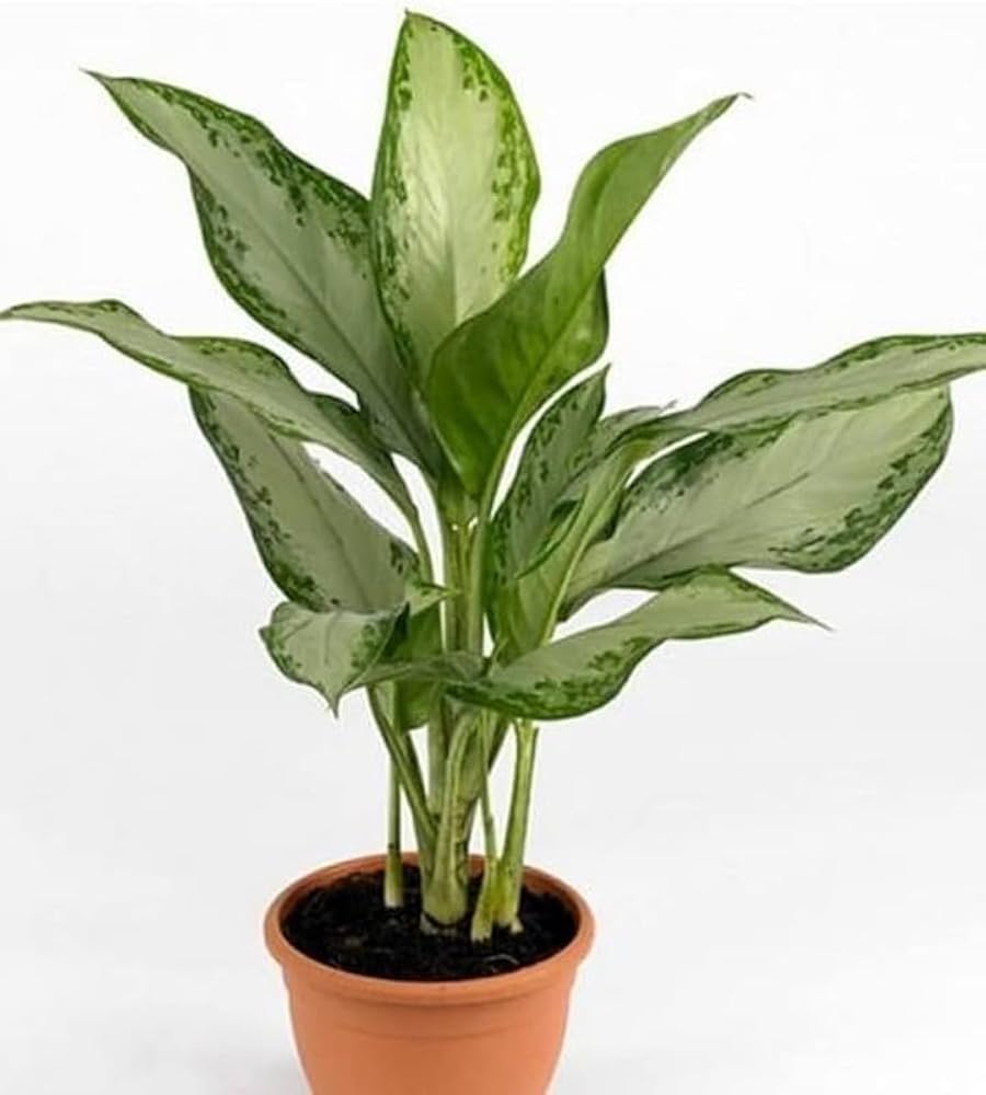 Aglaonema Dove Plant - XL